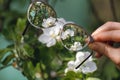 Looking in myopia glasses on garden in focus Royalty Free Stock Photo