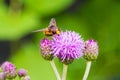 A hoverfly looking for nectar on a Plume Thistle