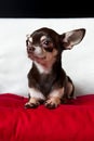 Looking nice chocolate chihuahua portrait