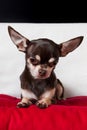 Looking nice chocolate chihuahua portrait