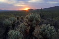 Jumping Cholla Sundown