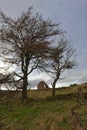 An abandoned Cottage on a steep hillside between 2 Scots Pine Trees.