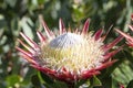 Looking onto Single King Protea, Protea cynaroides in natural sun light illuminating the flower head Royalty Free Stock Photo