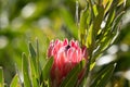 Looking onto single King Protea, Protea cynaroides with green leaves, Royalty Free Stock Photo