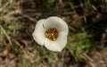 Looking into Open Sego Lily Flower in Zion