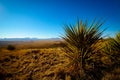 Looking out across the desert with a Spanish Bayonet Yucca in Fort Davis Royalty Free Stock Photo