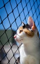 Cat looking out Royalty Free Stock Photo