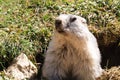 On the looking out marmot Royalty Free Stock Photo