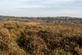 Looking out over Dutch heathland Royalty Free Stock Photo