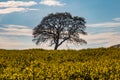 Looking out over a field of oilseed rape with a tree on the horizon Royalty Free Stock Photo