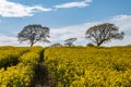 Looking out over a field of oilseed rape with trees on the horizon Royalty Free Stock Photo