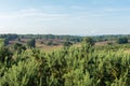 Looking out over gorse bushes onto dutch heathland Royalty Free Stock Photo