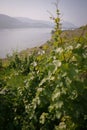 Looking out over a hillside, grapevines in the foreground Royalty Free Stock Photo