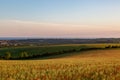 Evening light over a poppy field in the South Downs, with the Sussex coast behind Royalty Free Stock Photo