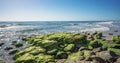 Looking Out to Sea Point Arkwright Royalty Free Stock Photo