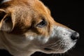 Dog head shot parsons russell terrier