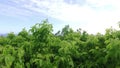 Looking outward over tree canopy swaying in the breeze with the sun through the leaves with a steady parallel movement through can