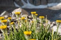 Looking Over Desert Marigold Flowers in Nevada Mountains