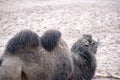 Double Humped Camel Royalty Free Stock Photo