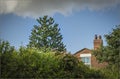 Looking over a tall hedge at the top of a Monkey Puzzle tree Royalty Free Stock Photo