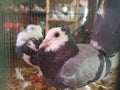 Looking pigeon activity in cage at animal market