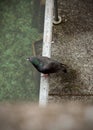 Looking pigeon sitting by the clear lake water