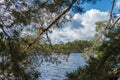 Looking through the pine trees branches at the beautiful sky