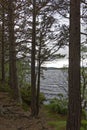 Looking through the Pine Trees at the edge of Loch Morlich with the tangled exposed roots.