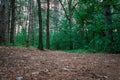 Looking through the pine trees in Provin Trail in Grand Rapids Michigan