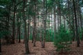 Looking through the pine trees in Provin Trail Royalty Free Stock Photo