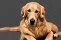Golden Retriever- A Playful and Energetic Companion