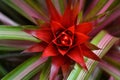 Looking into a Red Tropical Flower Blossom with Striped Leaves Royalty Free Stock Photo