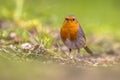 Looking Robin in grass backyard