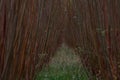 Looking through rows of willow coppice trees for a better environment and less pollution - stock photo Royalty Free Stock Photo
