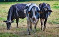 Are you Looking at me cows in the feild  on a warm summers day Royalty Free Stock Photo