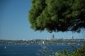 Looking at Seattle downtown framed by cedar branches Royalty Free Stock Photo