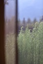 Looking through a see-through curtain in a modern resort Royalty Free Stock Photo