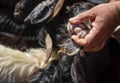 Looking sheep teeth for the feast of the lamb that commemorate a passage from the Bible and the Koran, where these animals are