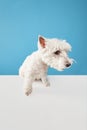 looking shy. Cute, adorable dog, purebred west highland white terrier isolated on blue studio background Royalty Free Stock Photo