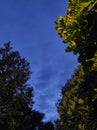 Looking at the sky decorated with trees highlighted by lights at dusk Royalty Free Stock Photo