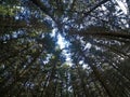 Looking at the sky in a forest