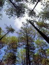 looking at the sky from under the pine forest Royalty Free Stock Photo
