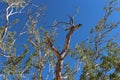Looking skyward at a Cactus Wren on a top tree branch against a blue sky in Arizona Royalty Free Stock Photo