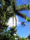 Beautiful palm tree looking skyward.