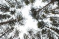 Looking skyward to tree tops Royalty Free Stock Photo