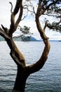 Through the magnolia tree, looking onto scenic water, tree frames a picture of san juan islands