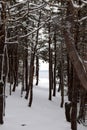 Heavy snow covered Winter forest Royalty Free Stock Photo