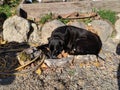 Looking for some grub warms lol good puppy Royalty Free Stock Photo