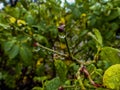 Looking straight at the end of the stem of a rosebush after the rain Royalty Free Stock Photo