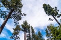Looking straight up Tall West Coast California Pine Trees Royalty Free Stock Photo